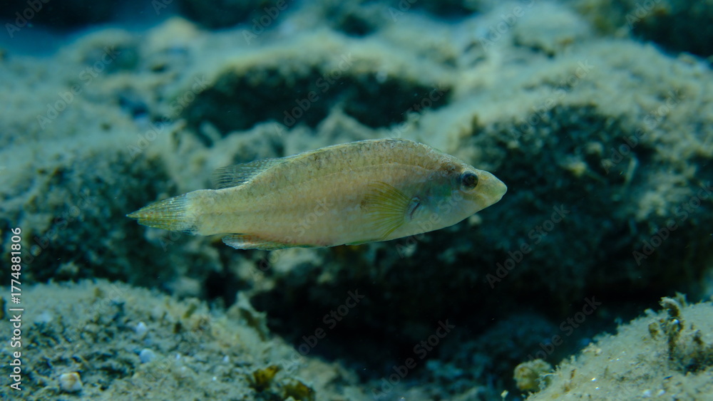 Obraz premium Grey wrasse (Symphodus cinereus) undersea, Aegean Sea, Greece, Halkidiki, Pirgos beach