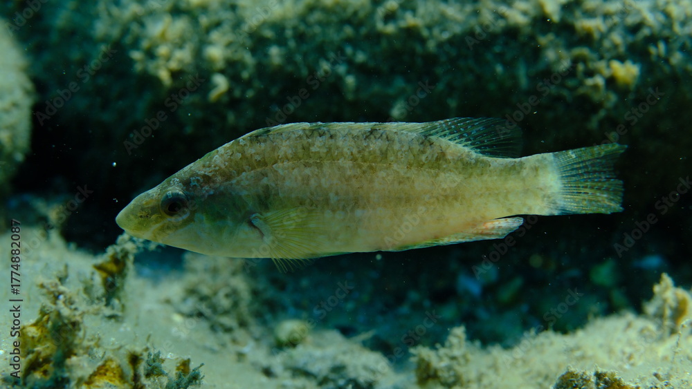 Fototapeta premium Grey wrasse (Symphodus cinereus) undersea, Aegean Sea, Greece, Halkidiki, Pirgos beach