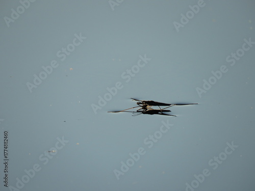 фотографія Water Scater / Water Strider (Gerridae) Insect on surface of smooth water with r