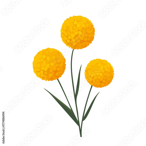 Billy Balls Craspedia, clean 2D vector flat illustration in minimal and modern style on a white background.