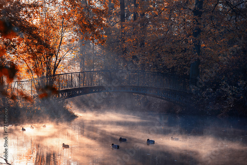 Misty Autumn Morning by the Lake with Golden Sunbeams, Pszczyna, Poland