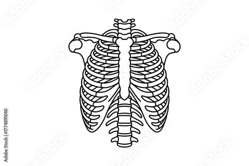 Illustration of a ribcage with vertebrae and clavicles on a white background