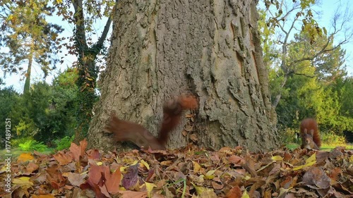 Eurasisches Eichhörnchen, (Sciurus vulgaris), Park, Baum, Herbst
