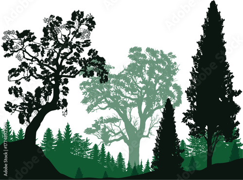 black trees in front of firs green solid forest