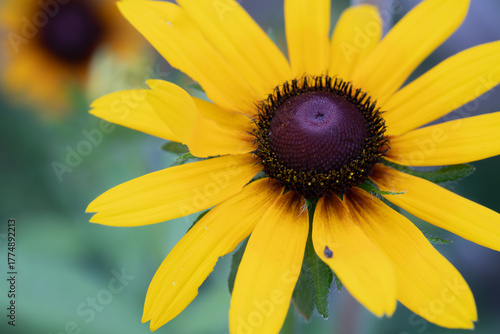 Isolated Black-eyed susan flower in bright sunlight