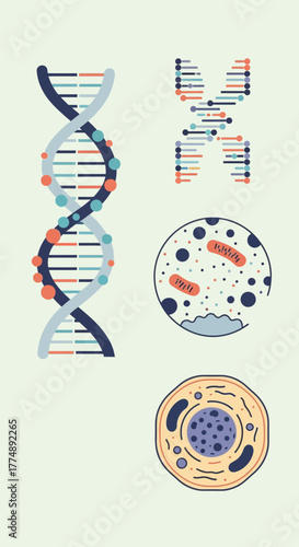 DNA strands, cell, and microscopic organisms illustrated in flat design.