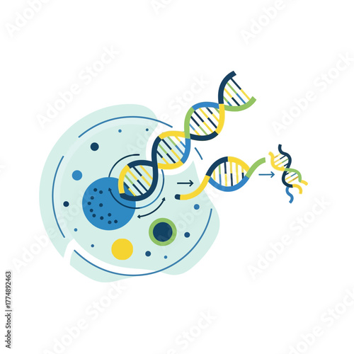 DNA strands undergoing replication and division within a cellular structure.