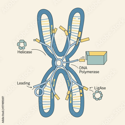Chromosome replication process with enzymes helicase polymerase and ligase.