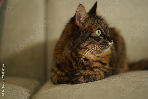 Adorable brown tabby cat lying on a couch with focused green eyes