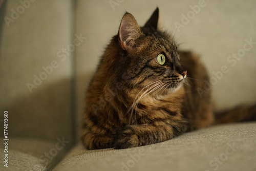 Adorable brown tabby cat lying on a couch with focused green eyes