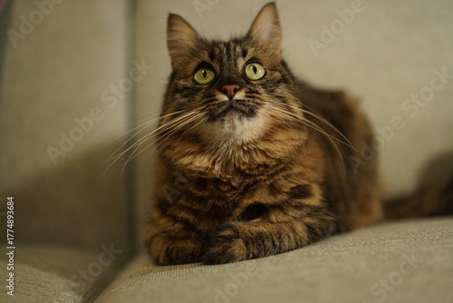 Fluffy brown tabby cat sitting on a sofa looking up curiously