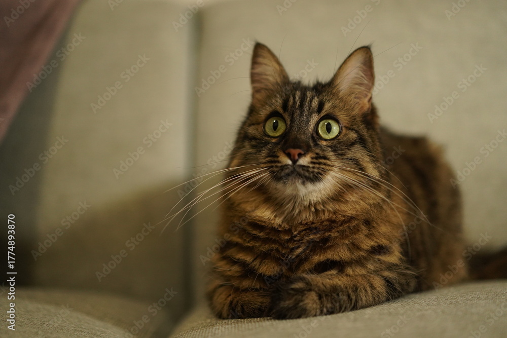 Obraz premium Fluffy brown tabby cat sitting on a sofa looking up curiously