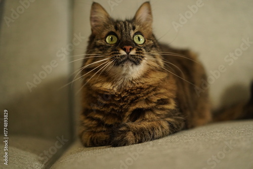 Fluffy brown tabby cat sitting on a sofa looking up curiously