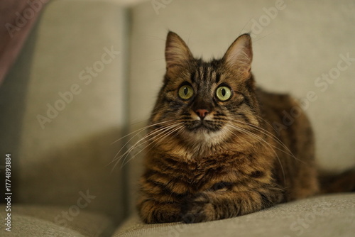 Fluffy brown tabby cat sitting on a sofa looking up curiously
