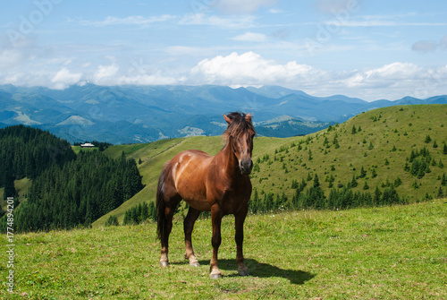 A majestic brown horse is captured standing calmly in the foreground of a vast, sunny Carpathian landscape in Ukraine, with gentle green slopes and distant mountains beneath a bright summer sky