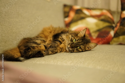 Relaxed brown tabby cat lying comfortably on a soft couch
