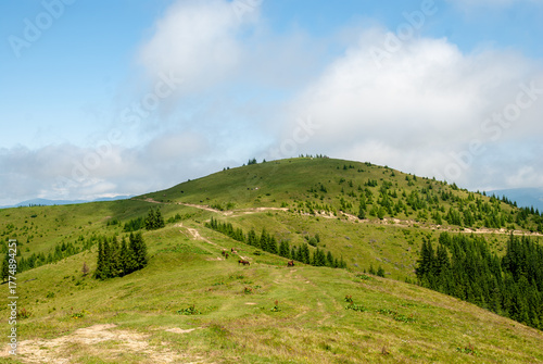 A panoramic view of the expansive, bright green Carpathian mountain range in Ukraine, featuring horses peacefully grazing on a sunny hillside with coniferous trees and a rugged track 