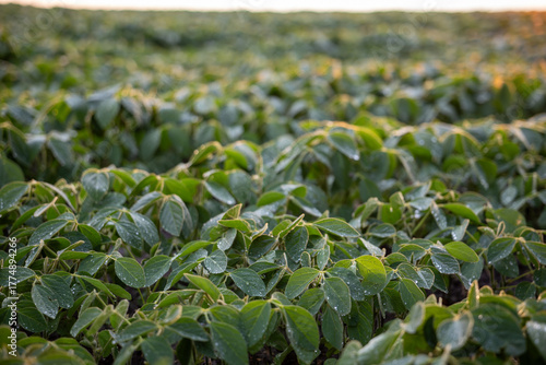 A detailed shot capturing rows of healthy, vibrant green soybean plants with visible water droplets on the leaves, extending into the distance under the warm, gentle glow of the early morning sun