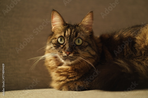Fluffy brown tabby cat looking attentively at the camera on a sofa