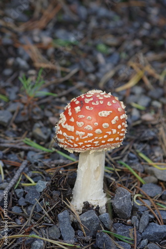 The horizontal photo of fly mushroom.
