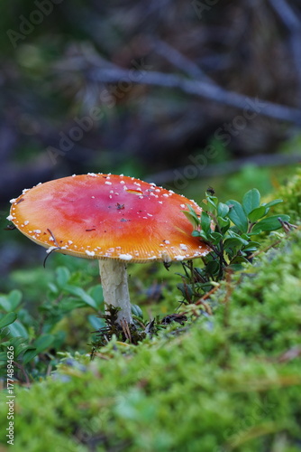 fly agaric mushroom in forest