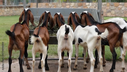 Rear Perspective of Caprine Animals Enthusiastically Consuming Delicious Forage from a Zoological Feeding Trough Featuring Long-Eared