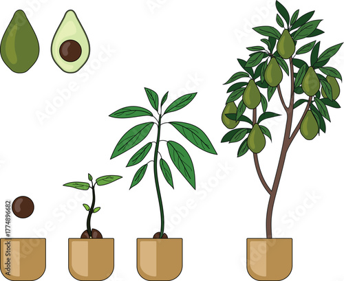 Life cycle of avocado (Persea americana) plant isolated on white background. Growth stages from seed to sprout and mature fruit-bearing tree