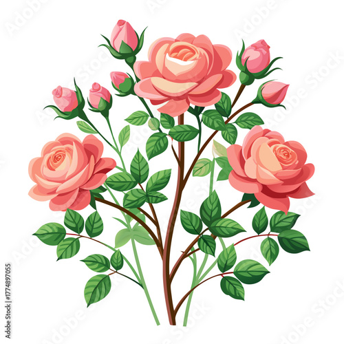 Pink rose bush vector illustration featuring full blooms and tightly closed buds on woody stems with detailed green foliage, romantic floral design.