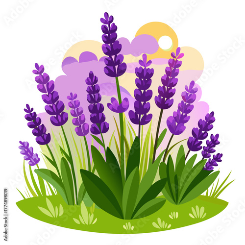 Stylized vector illustration of blooming lavender flowers growing in a green garden patch under a colorful purple and yellow sky at sunset.
