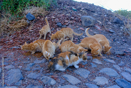 Orange-colored yellow stree...