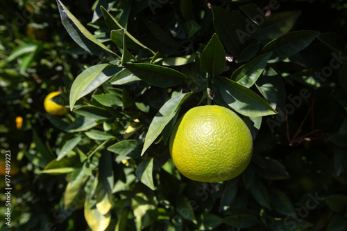 Orange garden with ripe ora...