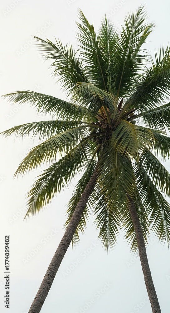 Fototapeta premium A tall palm tree stands majestically against a bright sky, its large fronds swaying gently in the tropical breeze, evoking feelings of relaxation ,organic ,plant ,bright