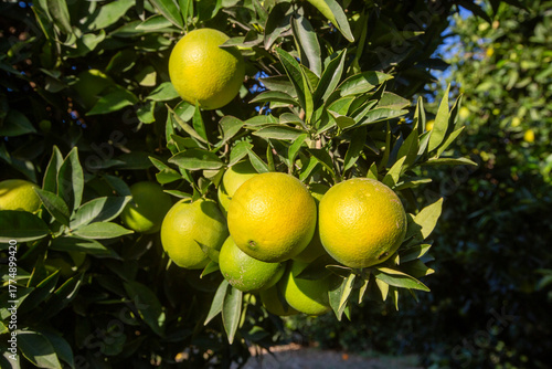 Orange garden with ripe ora...