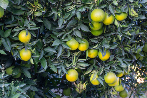 Orange garden with ripe ora...