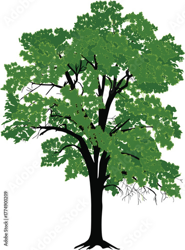 green isolated lush tree with thin stem