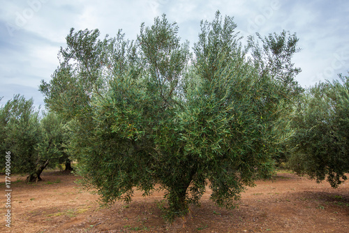 Fresh green olives on the o...