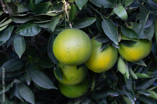 Orange garden with ripe ora...