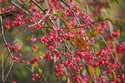 European spindle with pink petals and orange fruits.
