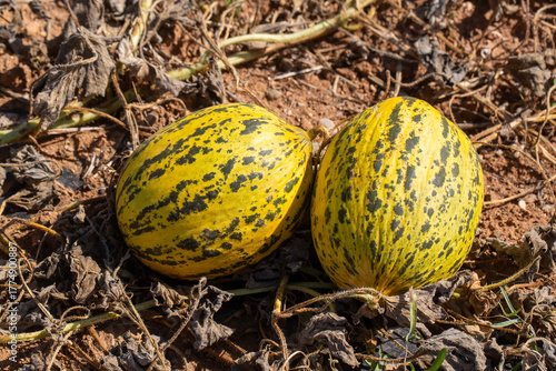 Ripe Kirkagac Melons Ready ...