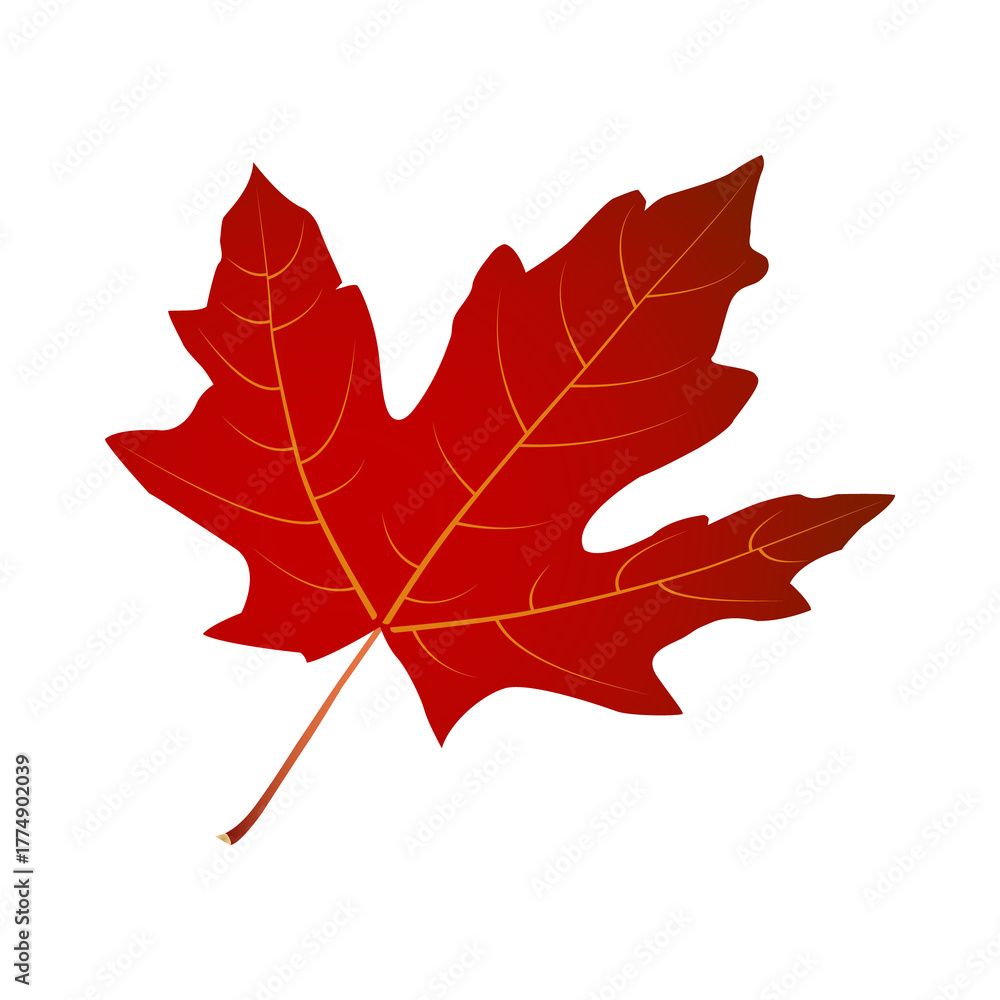 Obraz premium Red maple leaf vector. Isolated for autumn and Canadian-themed projects; great for cards, stickers, crafts, print and digital designs. Perfect natural foliage illustration.