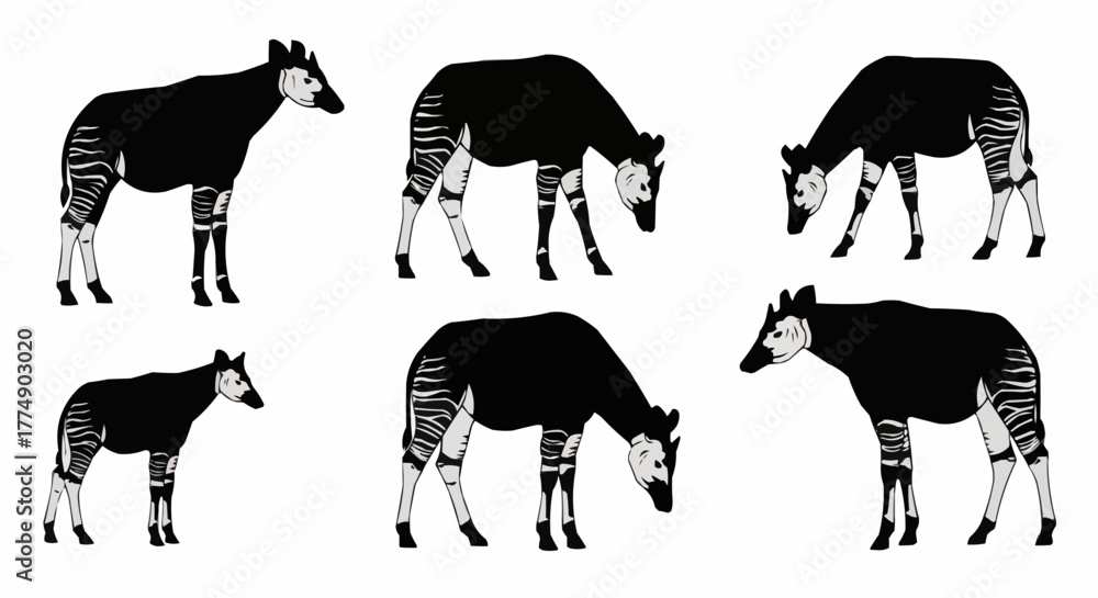Fototapeta premium High quality okapi silhouette set featuring the rare african forest animal in clean vector style designed for posters prints logos and digital art projects
