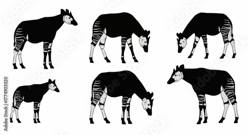 High quality okapi silhouette set featuring the rare african forest animal in clean vector style designed for posters prints logos and digital art projects