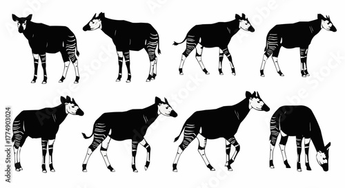 High quality okapi silhouette set featuring the rare african forest animal in clean vector style designed for posters prints logos and digital art projects