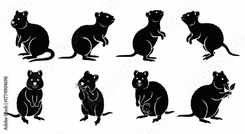 Quokka silhouette collection showcasing the friendly australian marsupial in clean and minimal vector art style perfect for posters prints logos and wildlife artwork