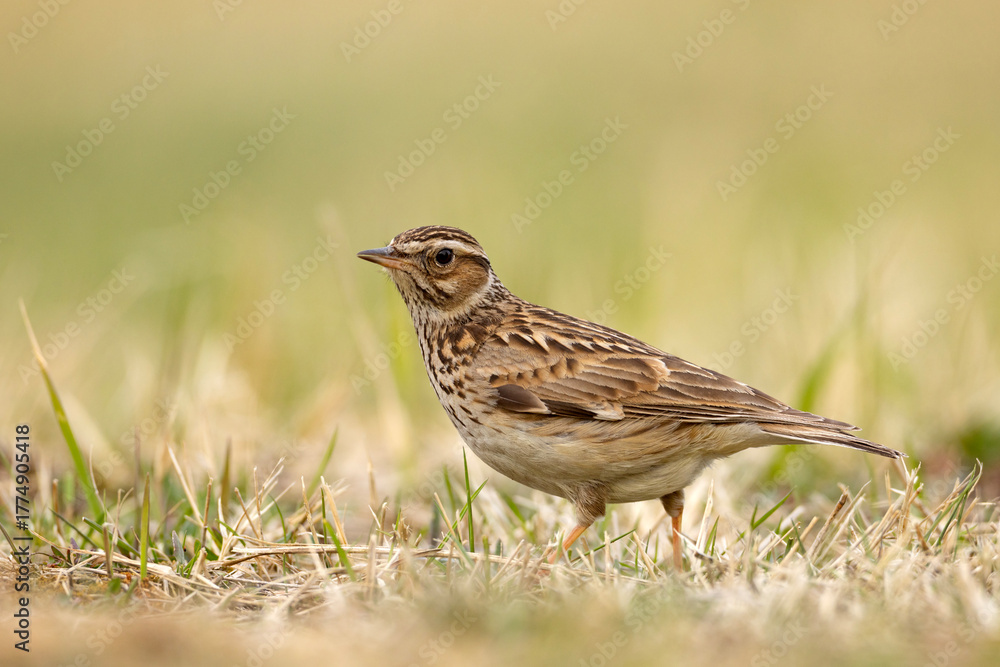 Fototapeta premium Lerka, skowronek borowy (Lullula arborea)