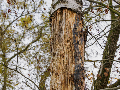 Photos Exposed inner part of tree pith beneath the bark made by a woodpecker