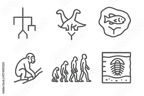 Paleontology Line Icons. Line style icons of paleontology: evolution tree, species divergence, transitional fossil, ancestor