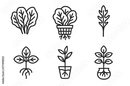 Hydroponic Plant Icons. Line style icons of hydroponics: leafy greens, hydro lettuce icon, spinach in net cup, arugula sprout,