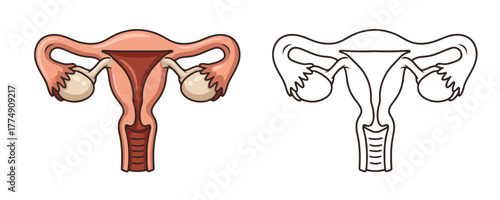 Detailed anatomical diagram of the internal female reproductive system uterus fallopian tubes and ovaries in a colorful cartoon style and outline illustration