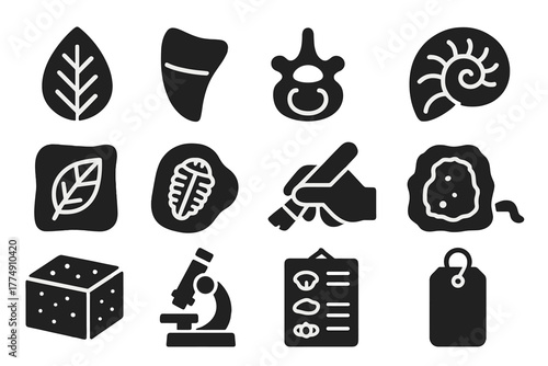 Fossil Study Icons. Solid style icons of Fossil study: fossilized leaf, dinosaur tooth, vertebra fragment, ammonite shell, fossil